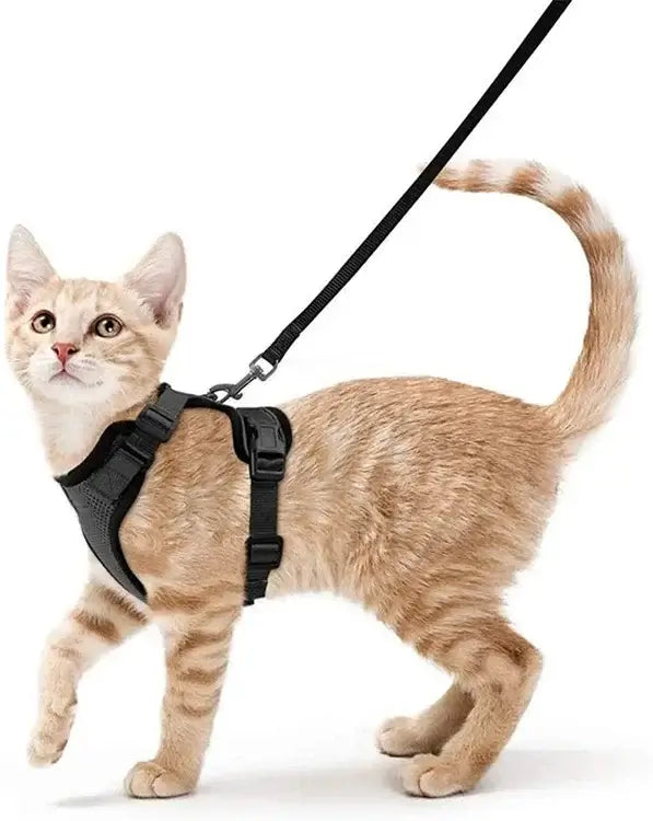Cat in breathable harness with leash, featuring adjustable straps and safety buckles for secure outdoor activities.