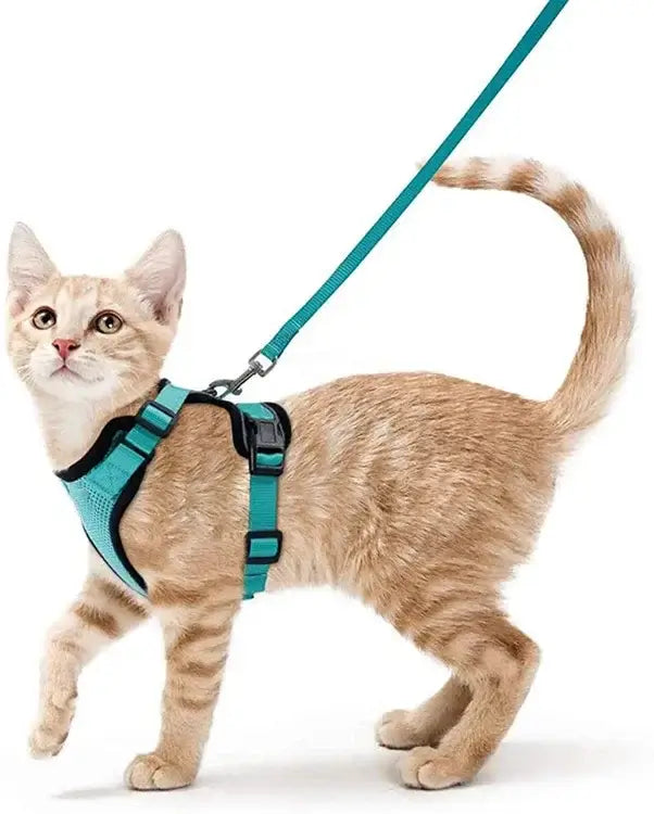 Orange tabby cat wearing a turquoise harness and leash set, perfect for outdoor activities with reflective strips for safety.