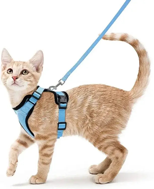 Ginger cat wearing a blue harness and leash set, showcasing an adjustable escape-proof design with safety buckles and reflective strips.