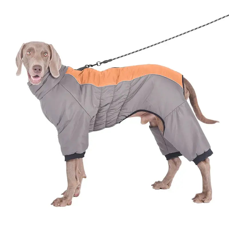 Labrador wearing a grey and orange winter coat designed for warmth and adjustable fit during cold seasons, ideal for outdoor walks.