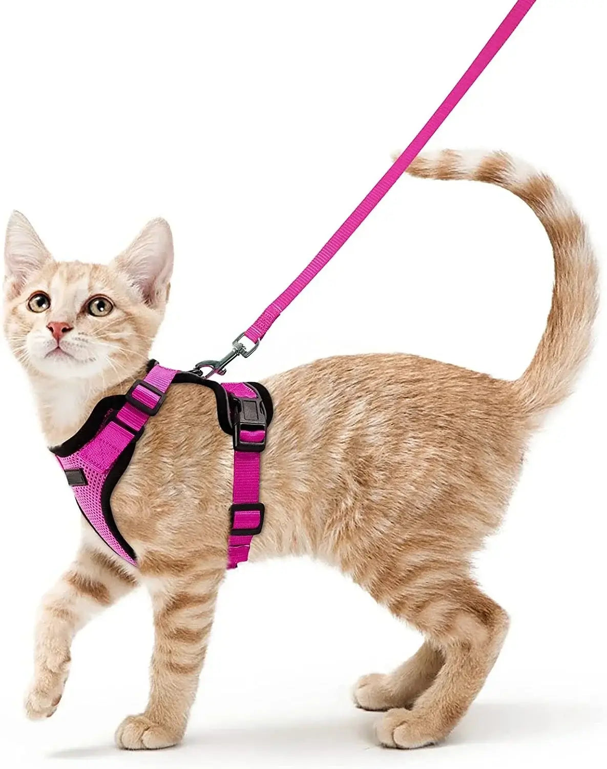 Orange cat wearing a breathable, adjustable pink harness and leash set, perfect for safe outdoor adventures with reflective safety features.