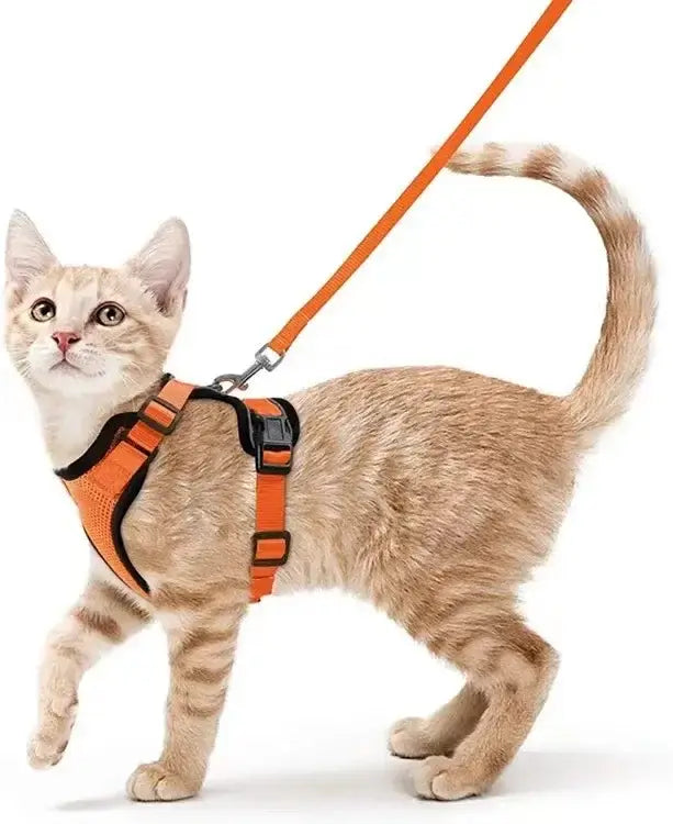 Beige cat wearing an orange, adjustable, breathable cat harness with a leash, suitable for outdoor activities and enhanced safety.