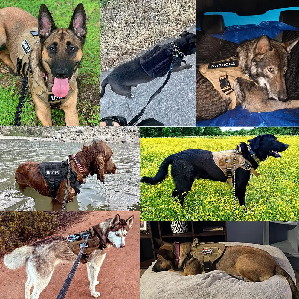 Various breeds of dogs wearing versatile harnesses in different environments.