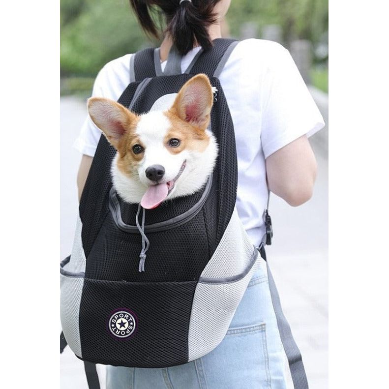 Dog carrying backpack Sunny Sydney Australia