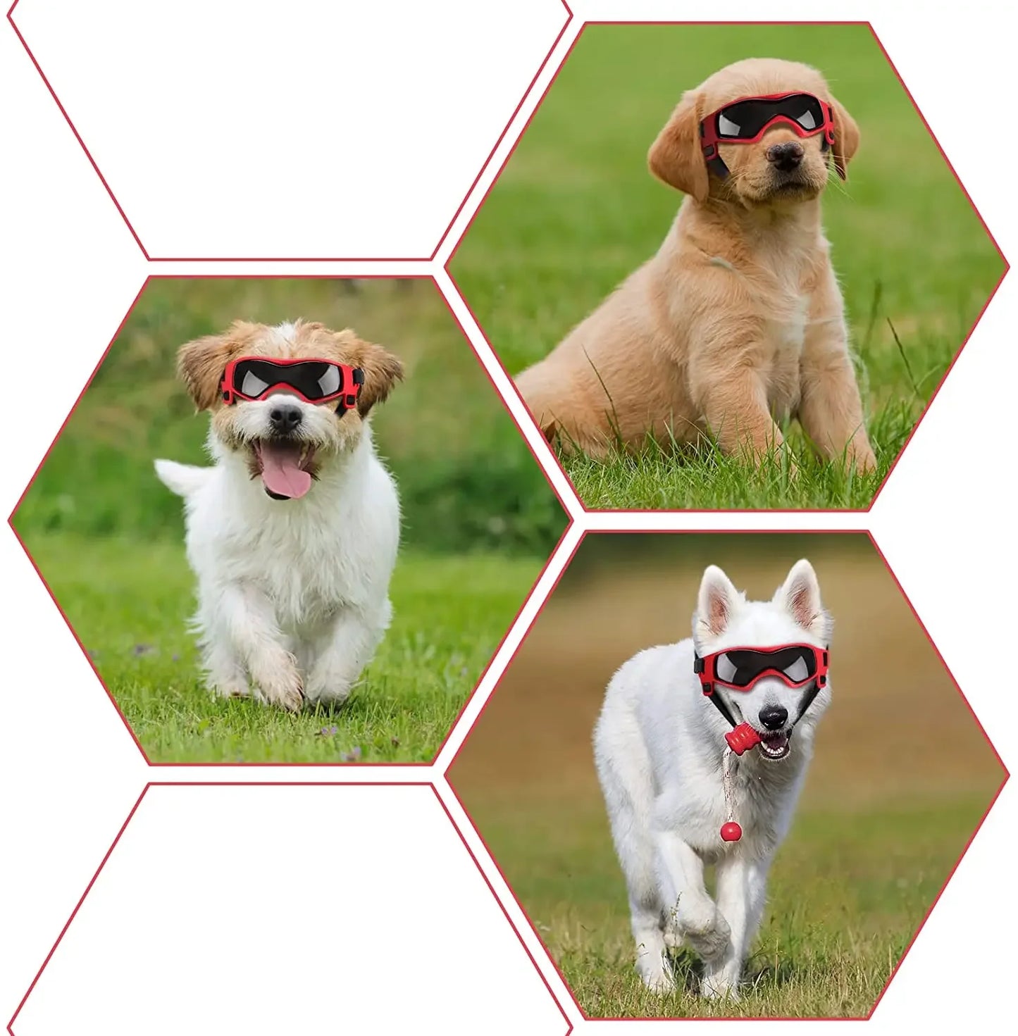 Goggles for Dogs