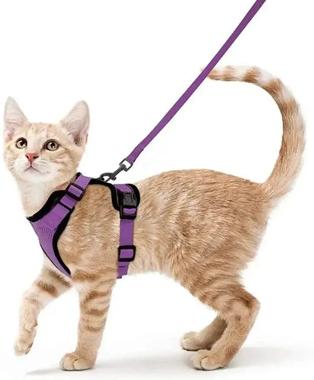 Beige cat wearing a purple breathable harness and leash for outdoor walks, featuring adjustable straps and safety buckles.