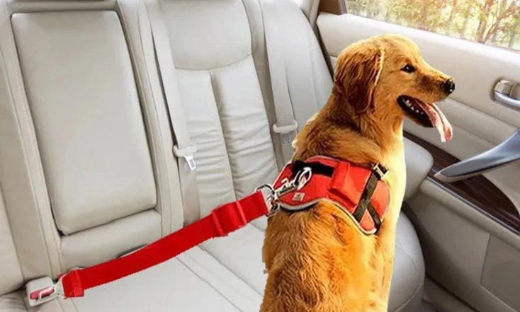 dog sitting inside the car with seat belt on