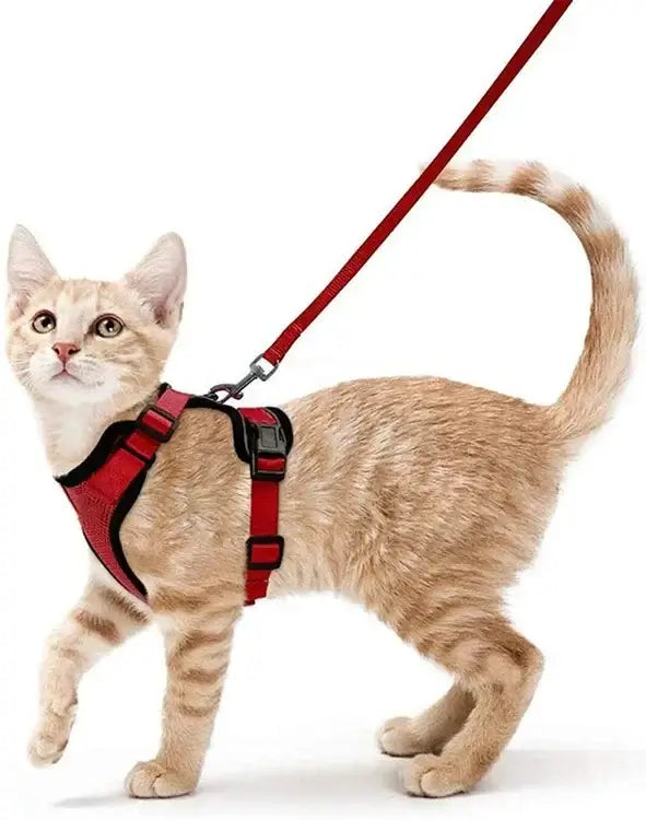 Cat wearing a red breathable harness and leash, designed for comfort and security during outdoor activities like walking and jogging.