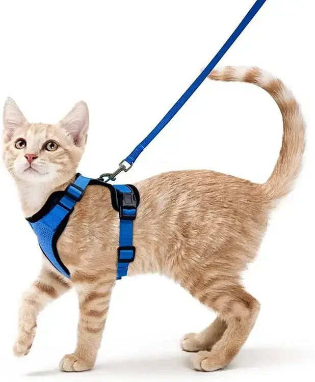 Cat wearing a blue harness with leash, featuring adjustable straps and safety buckles, ideal for outdoor activities.