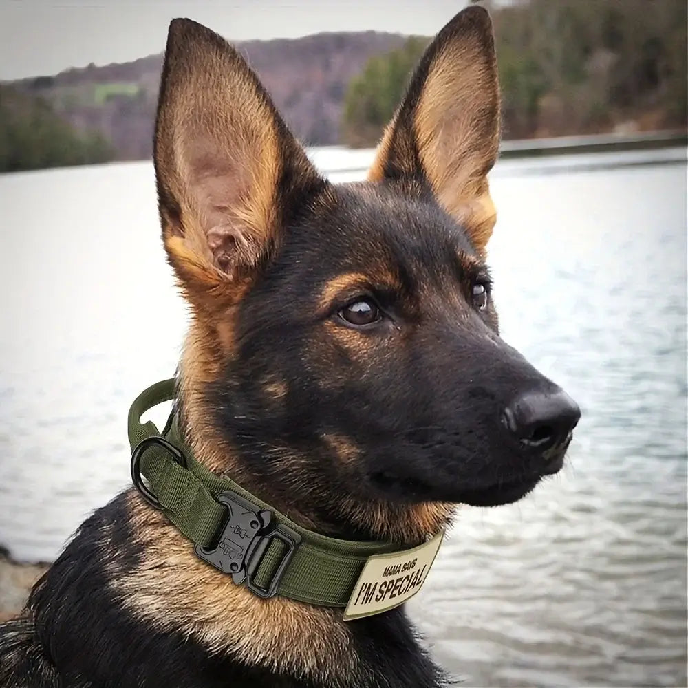 German Shepherd wearing an adjustable heavy-duty tactical dog collar with quick-release buckle by a lakeside.