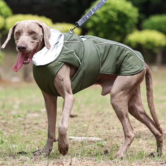 Large dog wearing a green winter jacket with reflective features, perfect for comfort and safety during outdoor activities.