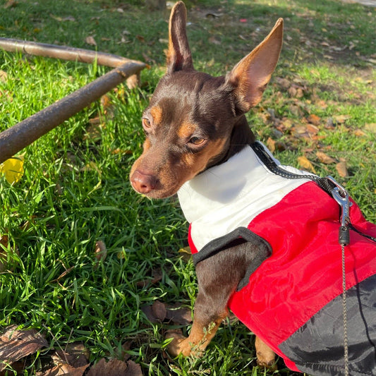 Dog jacket - Sunny Sydney Australia - Famous Outdoor Gear Store