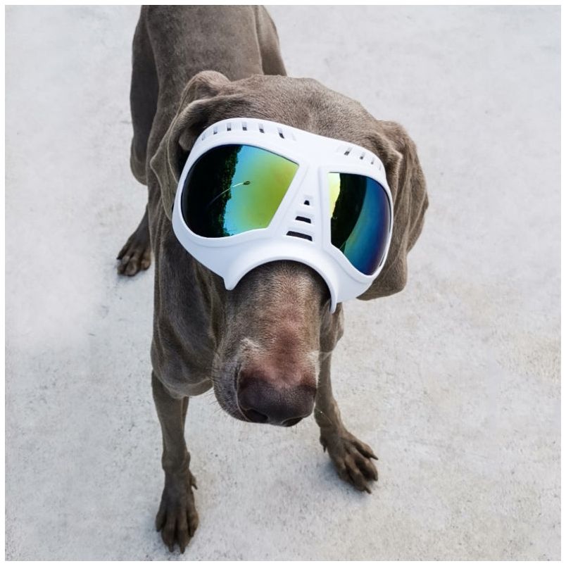 Dog Goggles - Sunny Sydney Australia - Famous Outdoor Gear Store