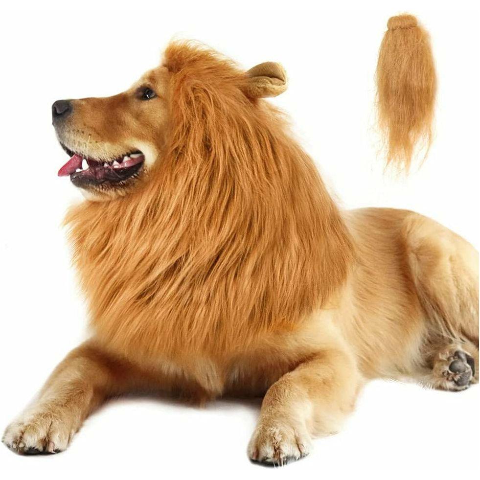 Dog's Lion Costume - Sunny Sydney Australia - Famous Outdoor Gear Store